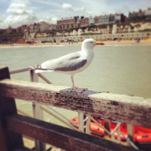A seagull looks over Broadstairs from the jetty