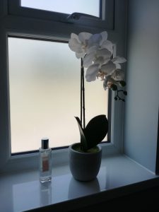 orchid on cloakroom window ledge